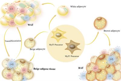 The molecular mechanism of macrophage-adipocyte crosstalk in maintaining energy homeostasis